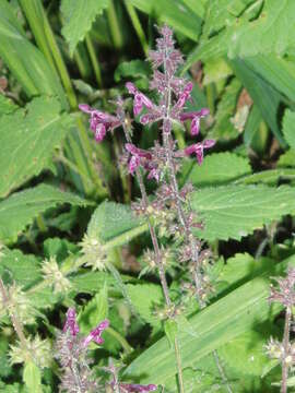 Image of hedge nettle