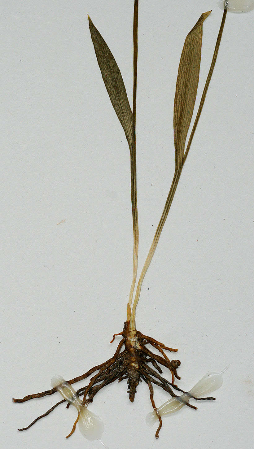 Image de Ophioglossum caroticaule J. E. Burrows