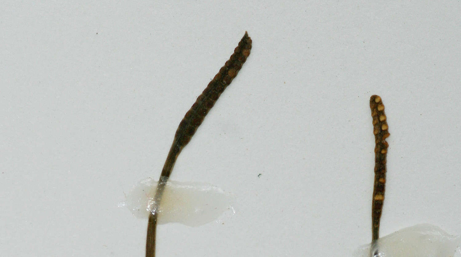 Image of Ophioglossum caroticaule J. E. Burrows