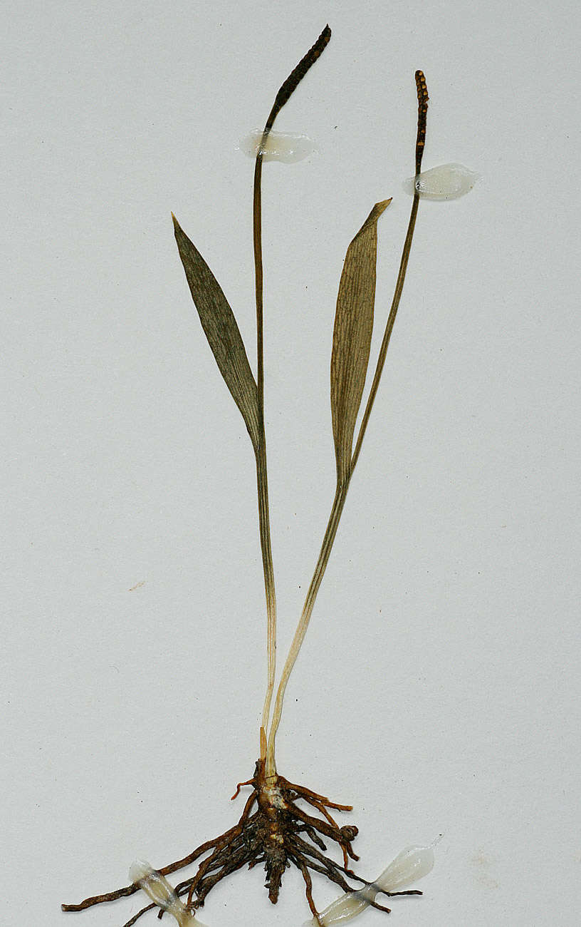 Image of Ophioglossum caroticaule J. E. Burrows