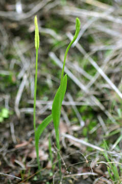 Sivun Ophioglossum caroticaule J. E. Burrows kuva