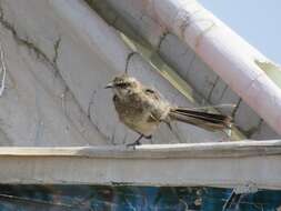 Image of Long-tailed Mockingbird