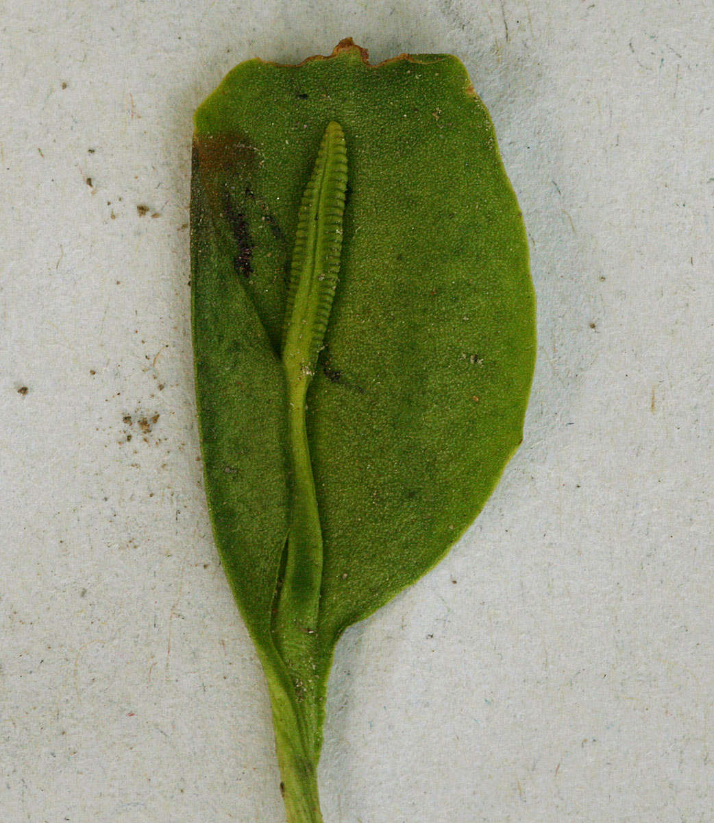 Image of Ophioglossum costatum R. Br.