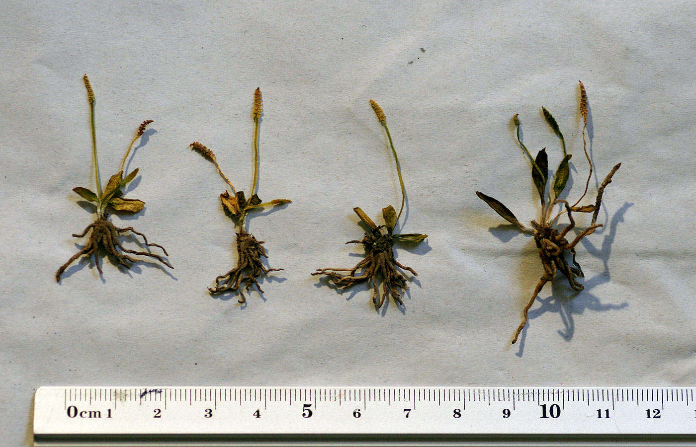 Image of Ophioglossum gomezianum Welw. ex A. Br. apud Kuhn