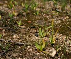 Image of Ophioglossum gomezianum Welw. ex A. Br. apud Kuhn