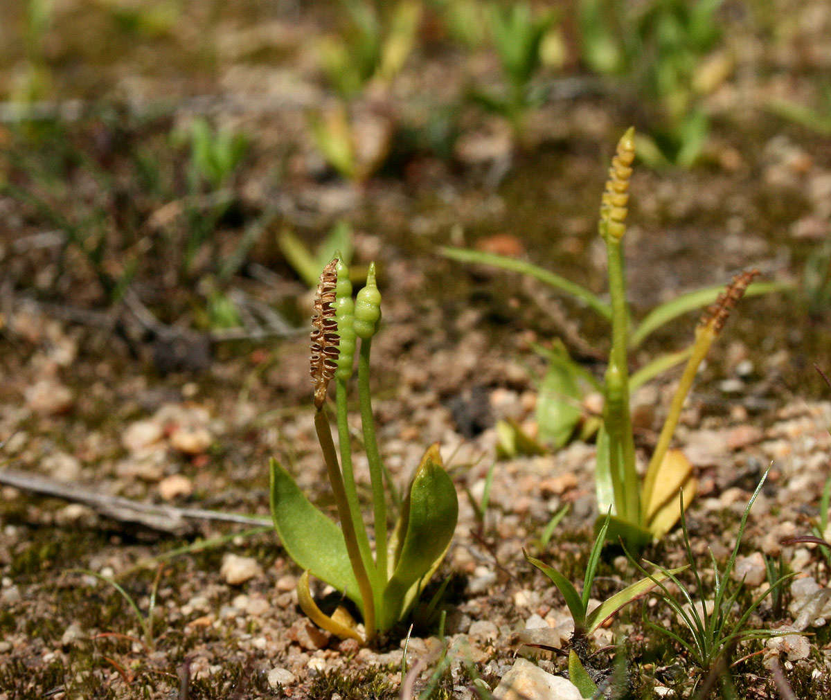 Image of Ophioglossum gomezianum Welw. ex A. Br. apud Kuhn