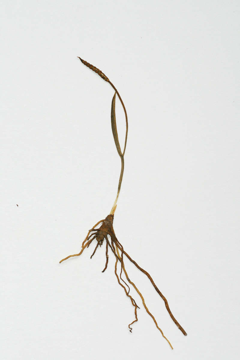 Image of Ophioglossum gracillimum Welw. ex Hook. & Bak.