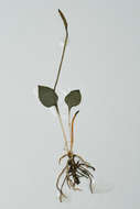 Image of Ophioglossum latifolium (Prantl) J. E. Burrows