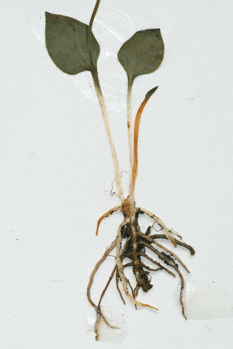 Image of Ophioglossum latifolium (Prantl) J. E. Burrows