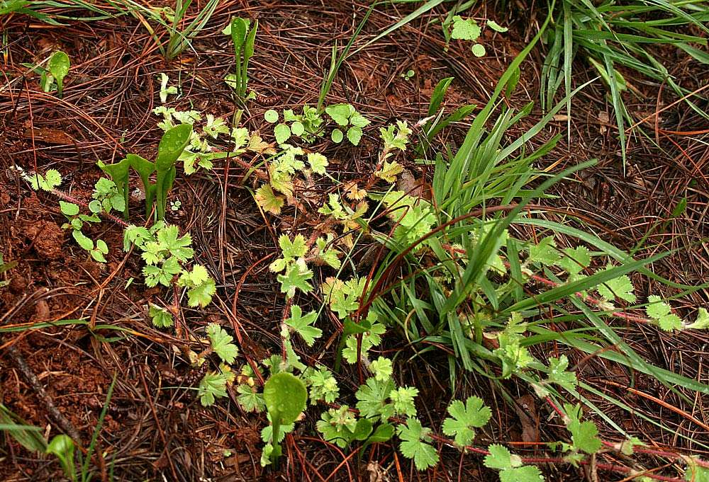 Plancia ëd Ophioglossum reticulatum L.