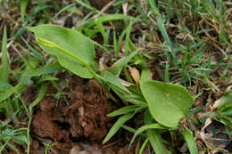 Image of Netted Adder's-Tongue