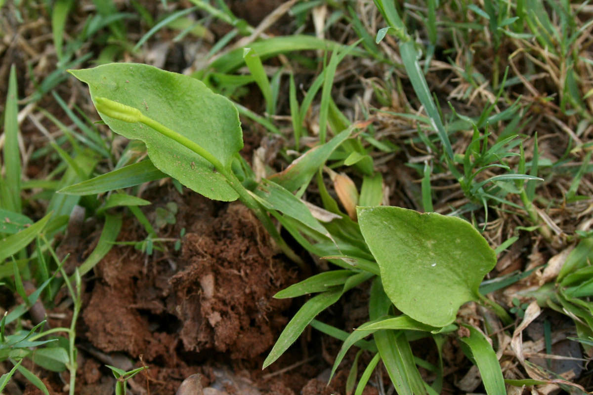 Plancia ëd Ophioglossum reticulatum L.