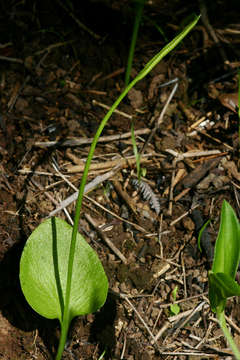 Слика од Ophioglossum reticulatum L.