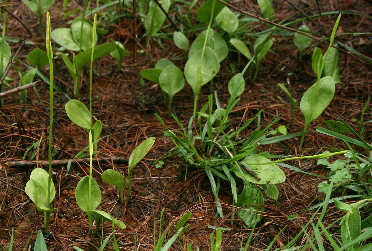 Plancia ëd Ophioglossum reticulatum L.