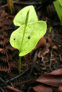 Plancia ëd Ophioglossum reticulatum L.