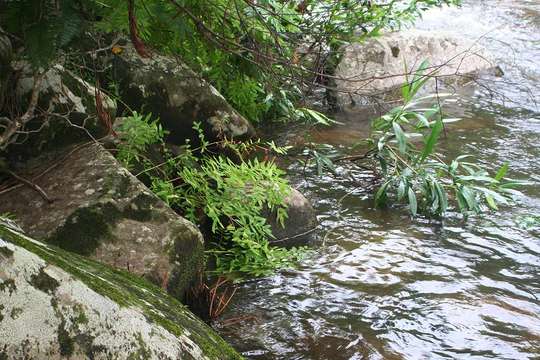 Image of osmunda