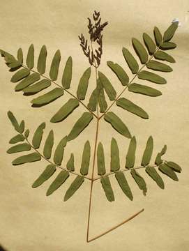 Image of osmunda