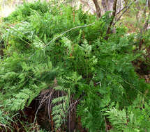 Image of osmunda