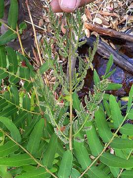 Image de Osmunda