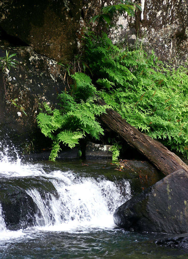 Image of osmunda