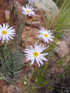 Image of Utah fleabane