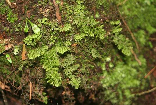 Image de Hymenophyllales