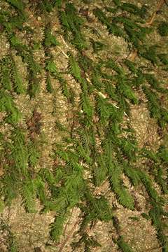 Image de Hymenophyllales