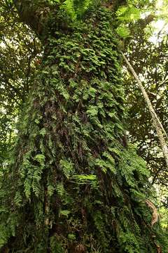 Image de Hymenophyllum kuhnii C. Chr.