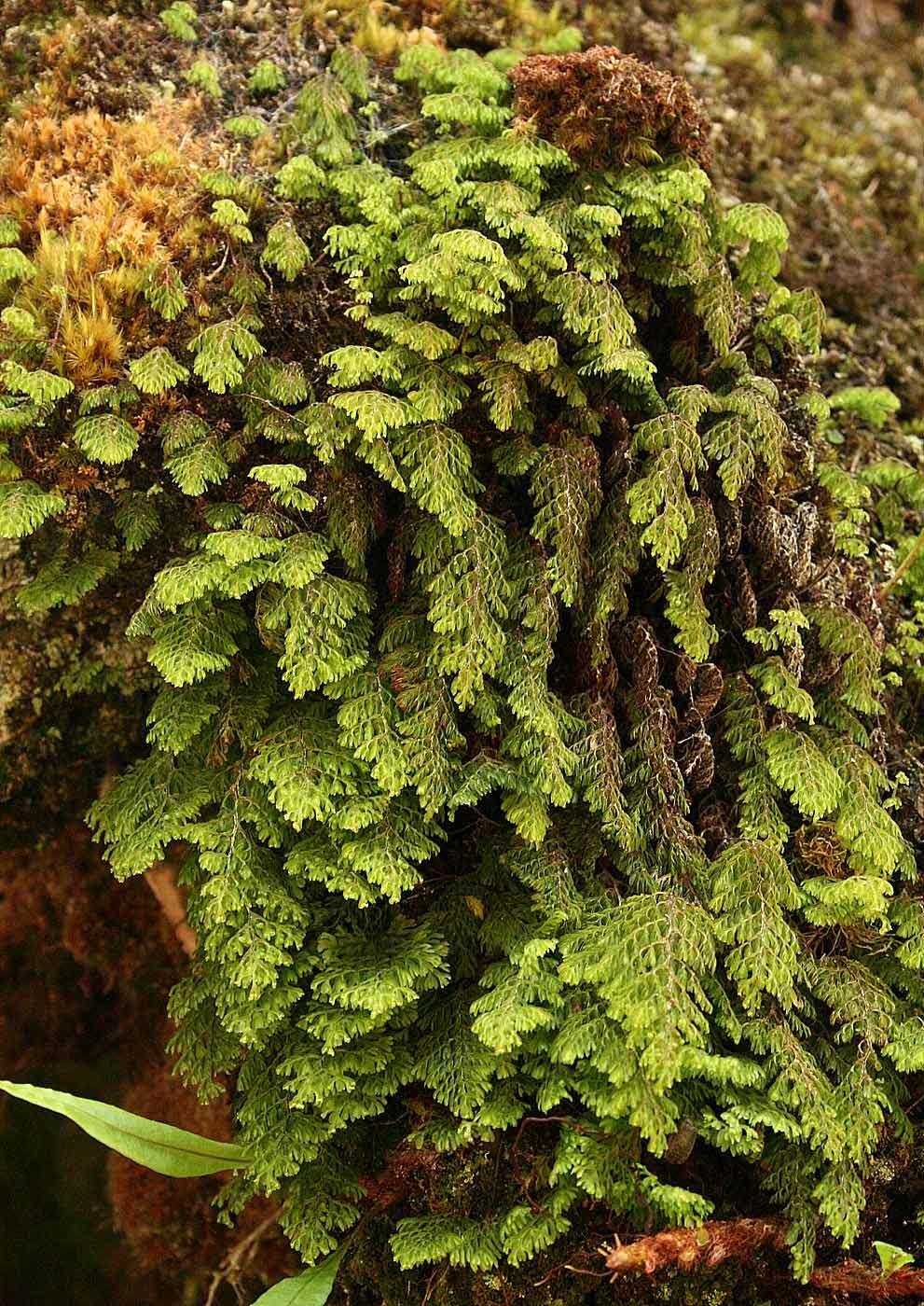 Image of Hymenophyllum kuhnii C. Chr.