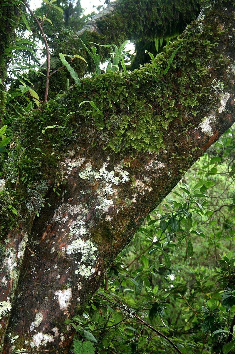 Image of Hymenophyllum kuhnii C. Chr.