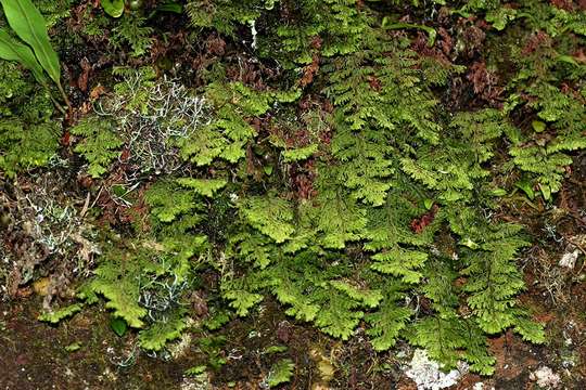 Image of Hymenophyllum kuhnii C. Chr.