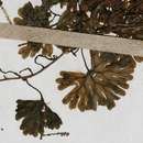 Hymenophyllum sibthorpioides (Bory ex Willd.) Mett. ex Kuhn resmi