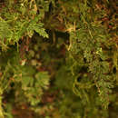 Image of <i>Hymenophyllum tunbridgense</i>