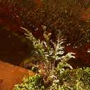 Sivun Abrodictyum rigidum (Sw.) Ebihara & Dubuisson kuva