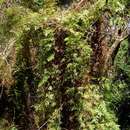 Image of Climbing fern