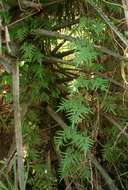 Image of climbing ferns