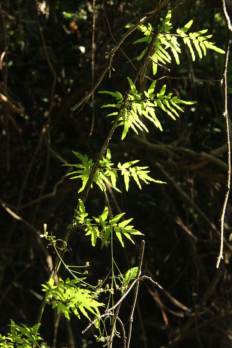 Image of climbing ferns