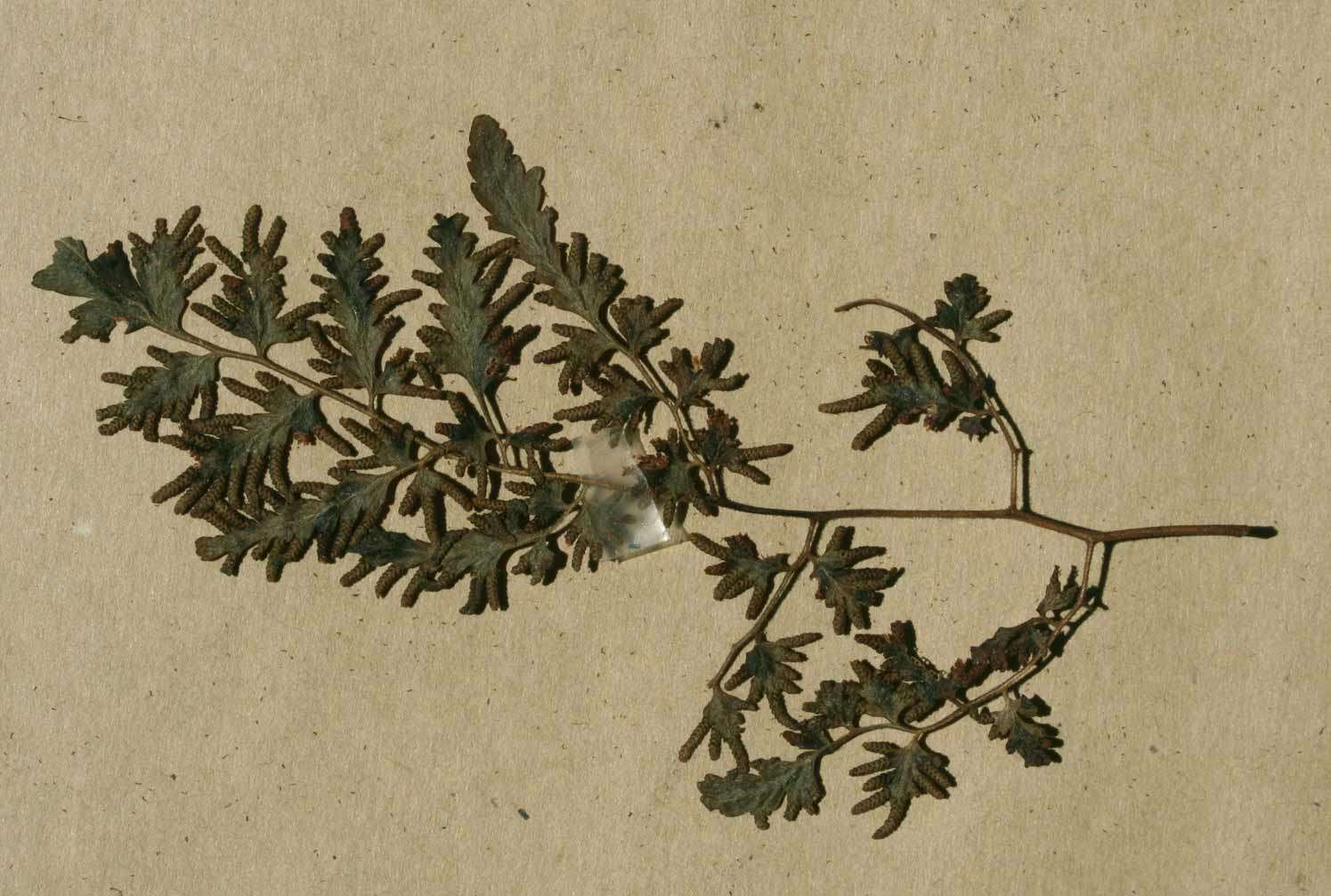 Plancia ëd Lygodiaceae