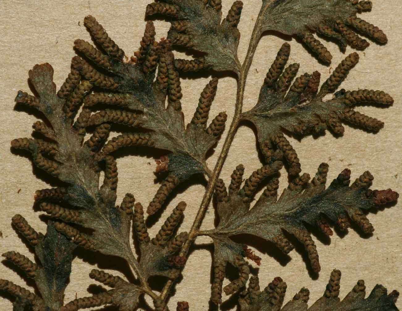 Image of climbing ferns