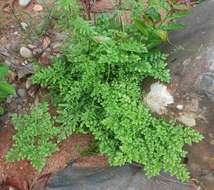 Image of climbing ferns