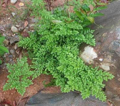 Plancia ëd Lygodiaceae