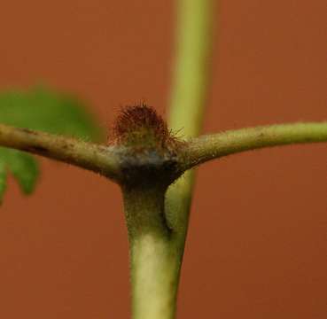 Image of climbing ferns