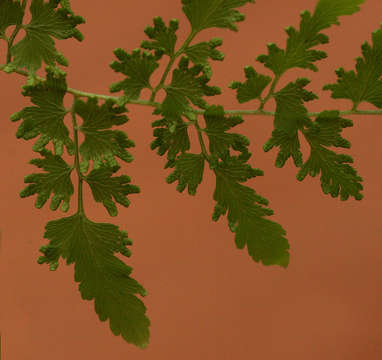 Image of climbing ferns