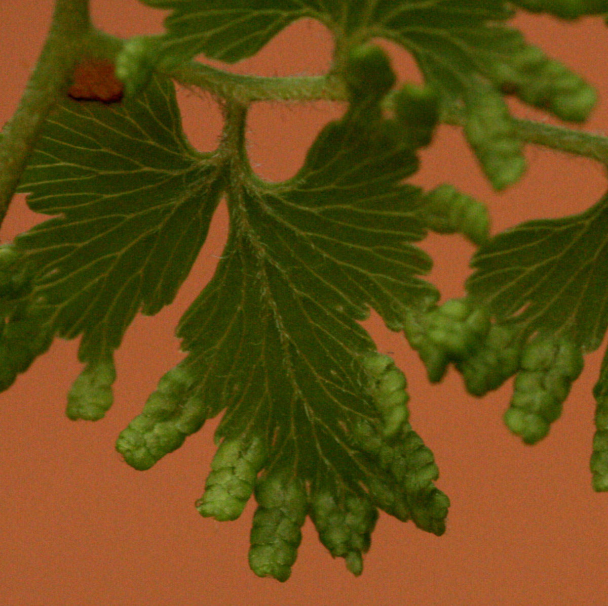 Image of climbing ferns