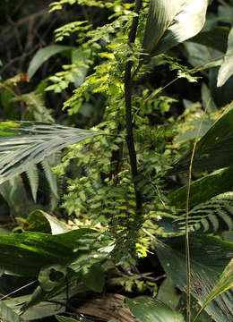 Image of climbing ferns