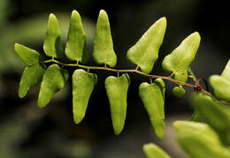 Image of climbing fern