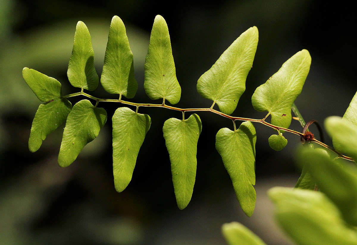 Image of climbing ferns