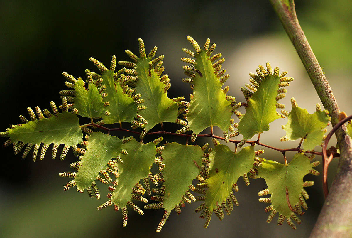 Image of climbing ferns