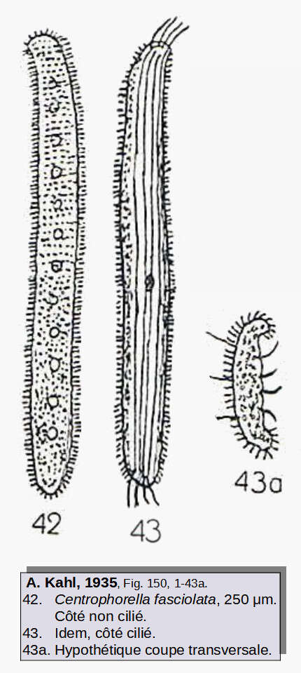 Image of ciliates