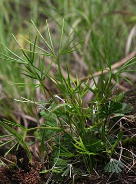 Image of <i>Actiniopteris <i>dimorpha</i></i> Pic. Serm. ssp. dimorpha